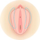 小陰唇を小さくしたい イメージ