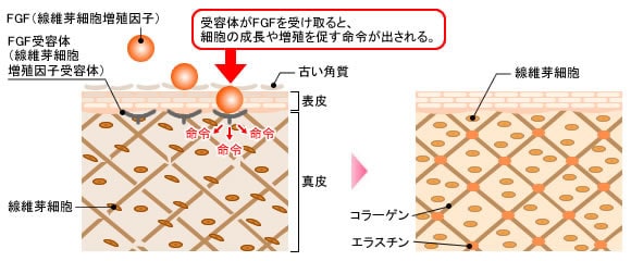 肌再生fgf注入療法 若返り エイジングケアなら湘南美容クリニック 公式