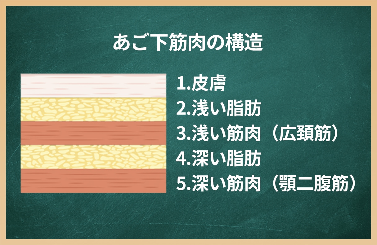 あご下の内部構造