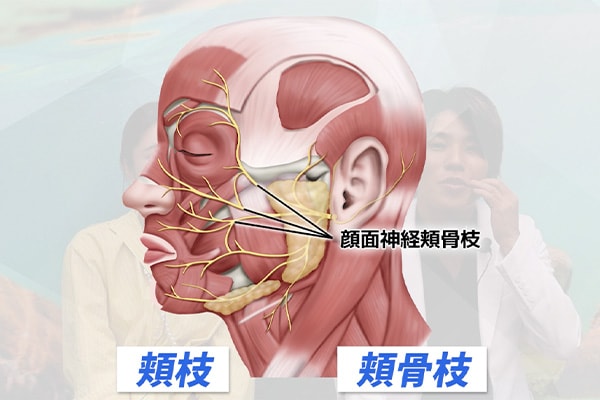 なぜ神経麻痺が起こるのか？