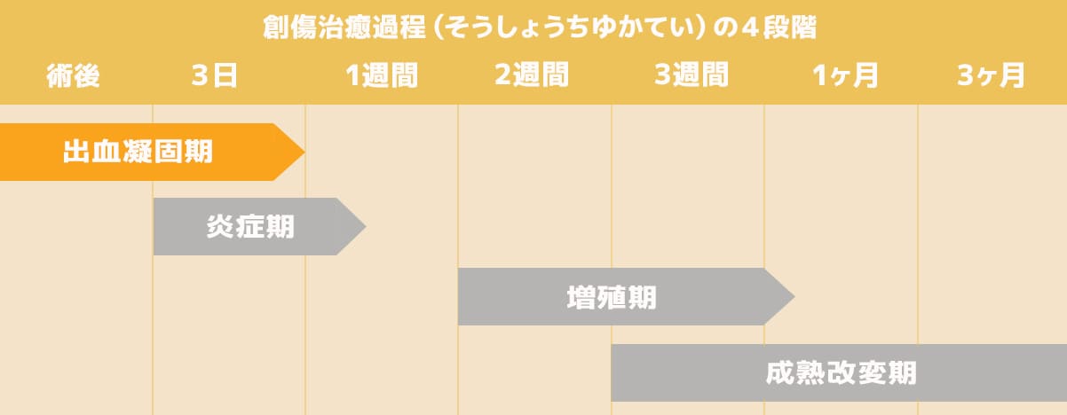 ①出血凝固期