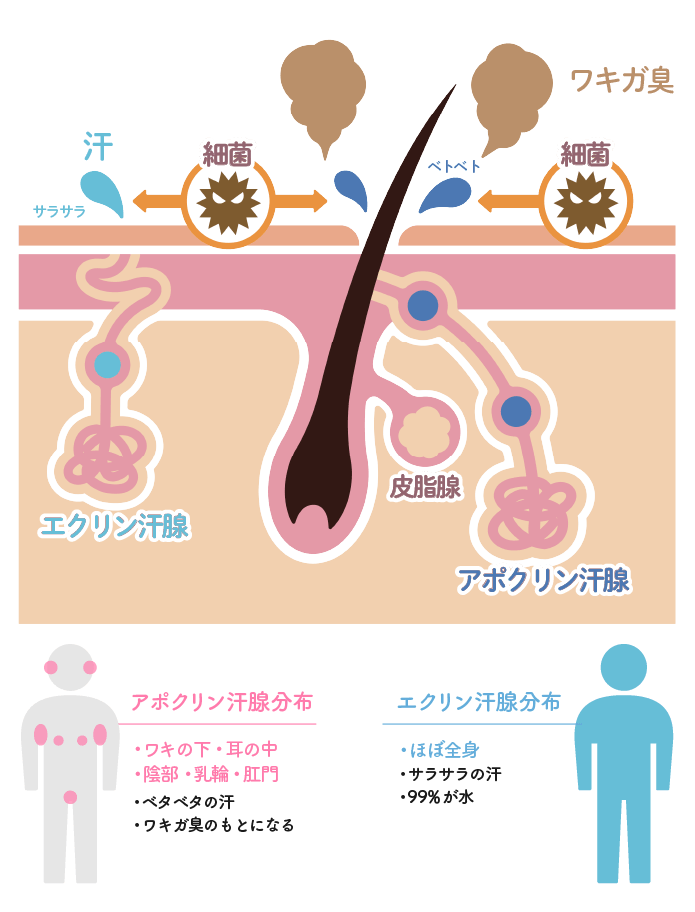 原因は2種類の汗！