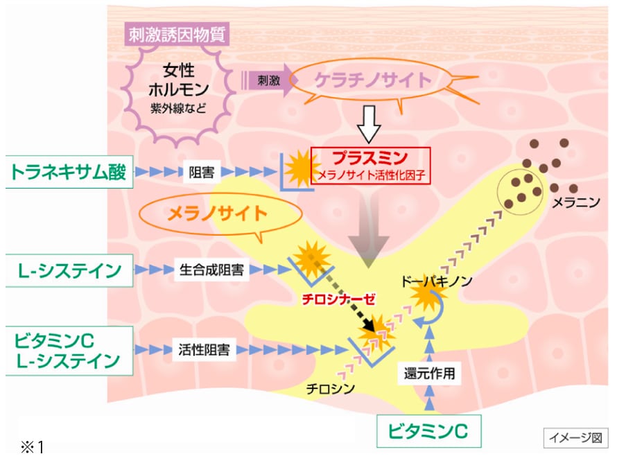 シミを作る働きを阻害する