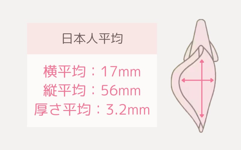 平均的な小陰唇の大きさは？セルフチェック方法のご紹介