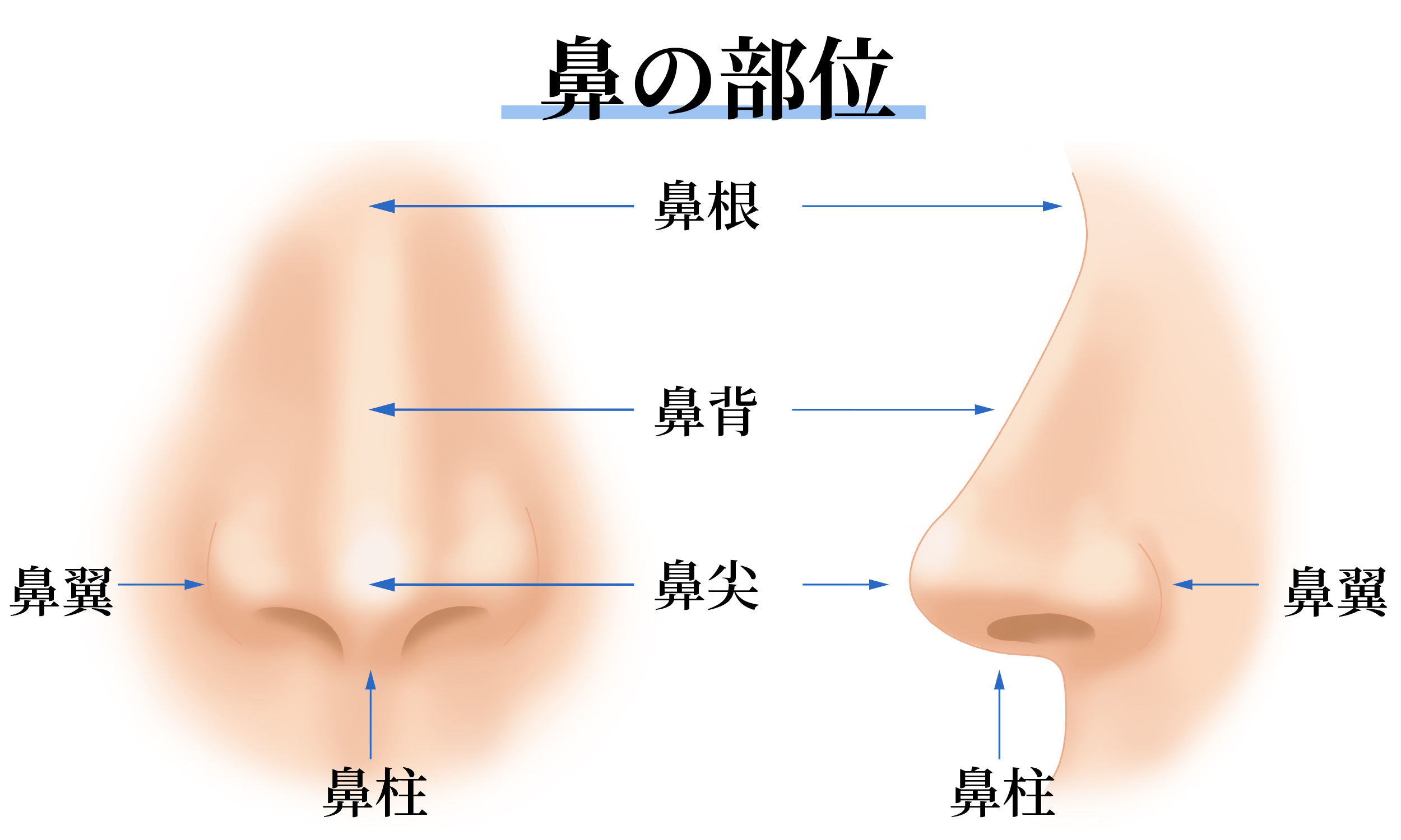 鼻の部位と名称をご紹介