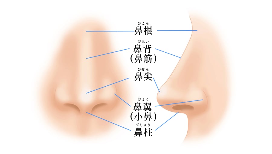 鼻の各部位の名称