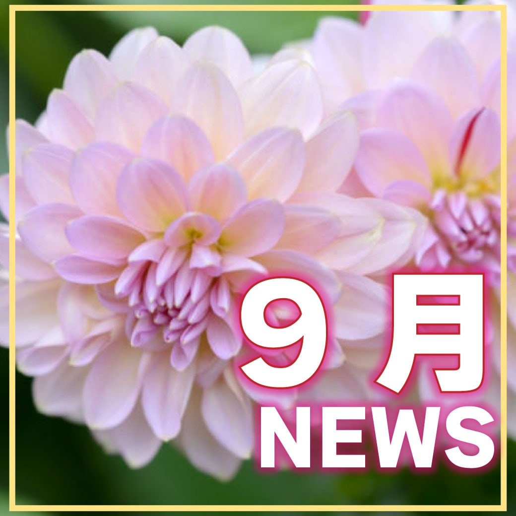 【9月】お日にち限定モニター＆トライアルキャンペーンって知ってる？