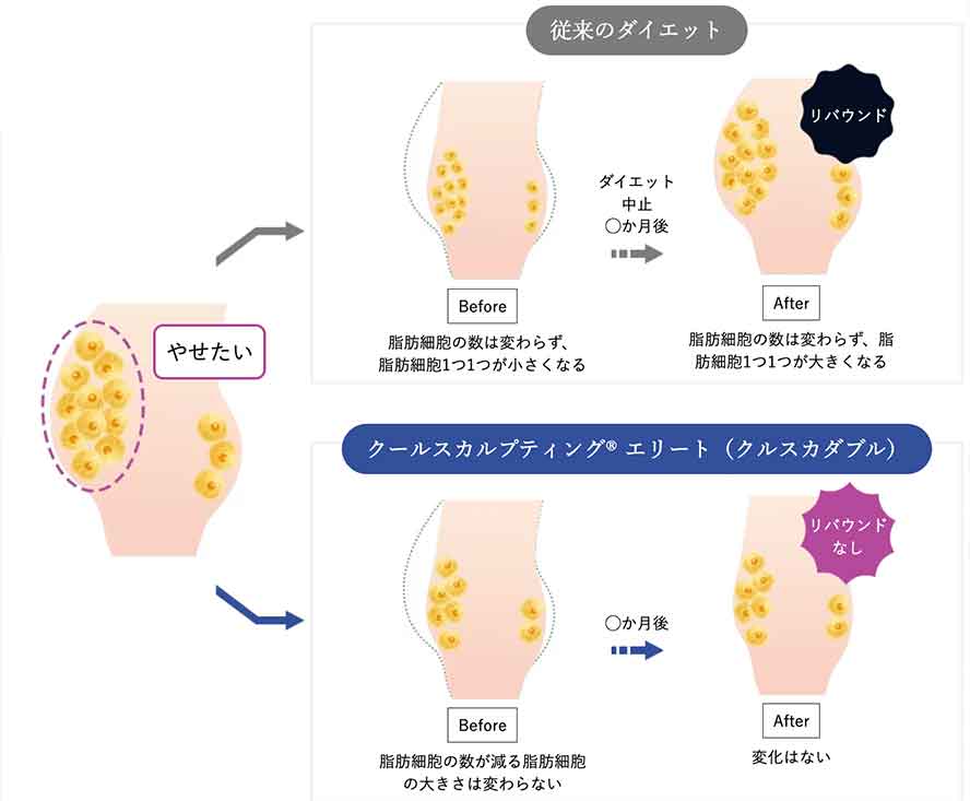 脂肪層の厚さが約20％（※）も減少！