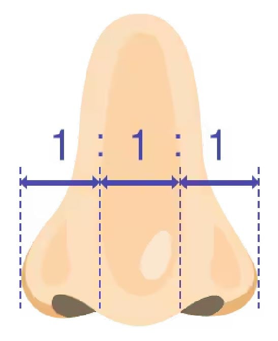 鼻整形の小話「理想の鼻先とは？」