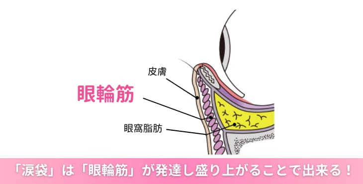 涙袋とは？