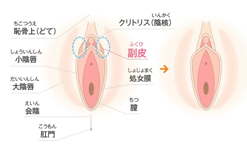 副皮ってどこ？