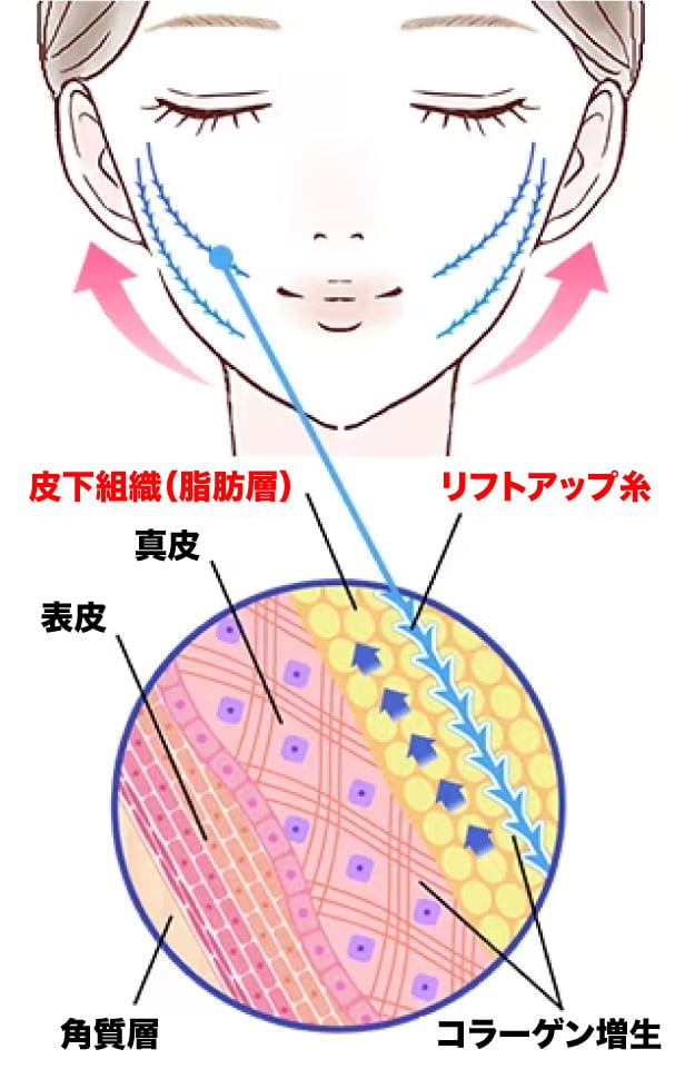 スローエイジング効果