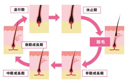 正常なヘアサイクル