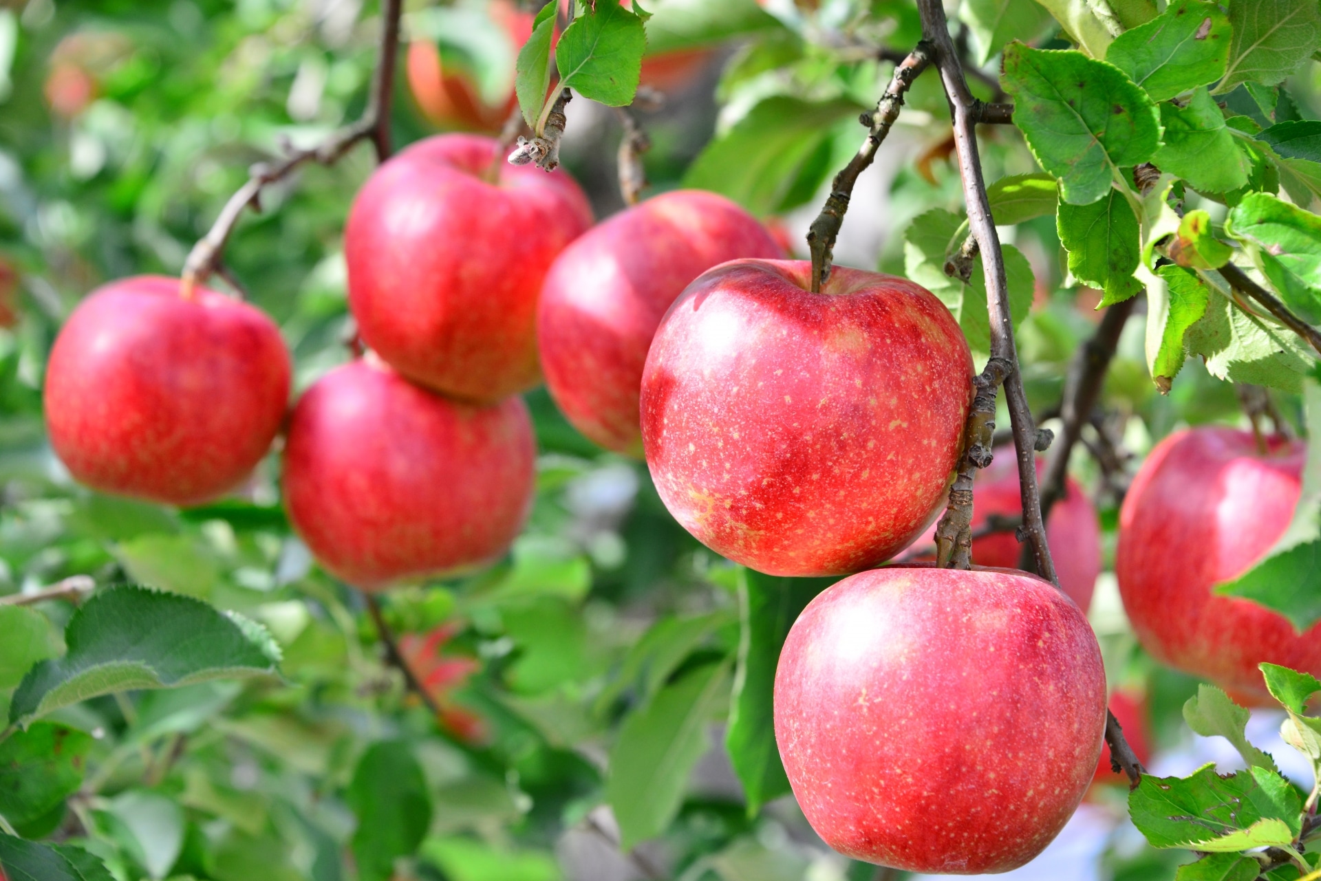 ワキガはリンゴ酢で治すことができる ワキガや多汗症の悩みに答えるwebマガジン